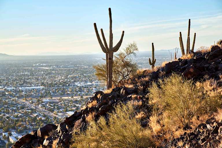 Cactus on a hill above Phoenix, AZ